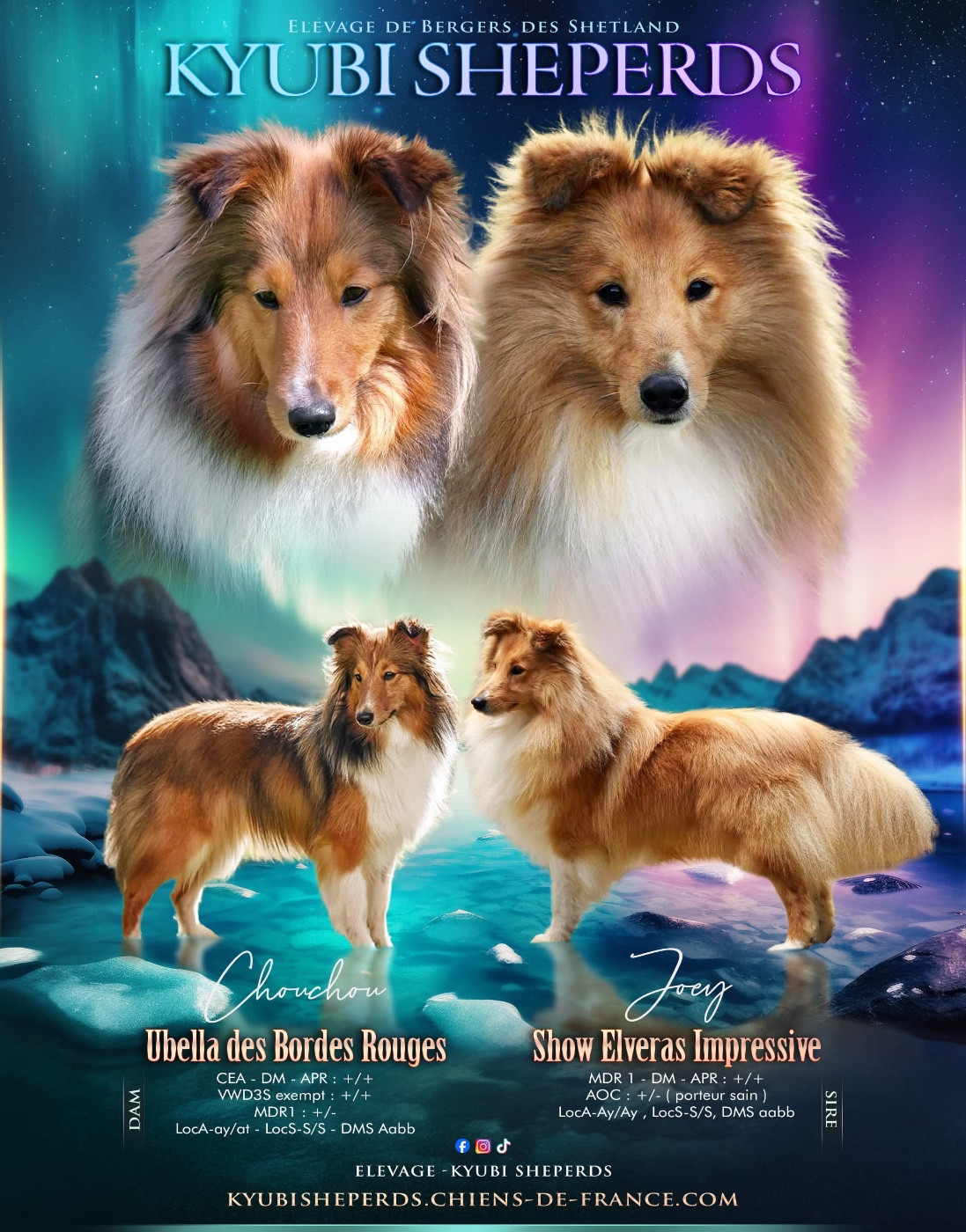 Kyubi Sheperds - Shetland Sheepdog - Portée née le 16/08/2025