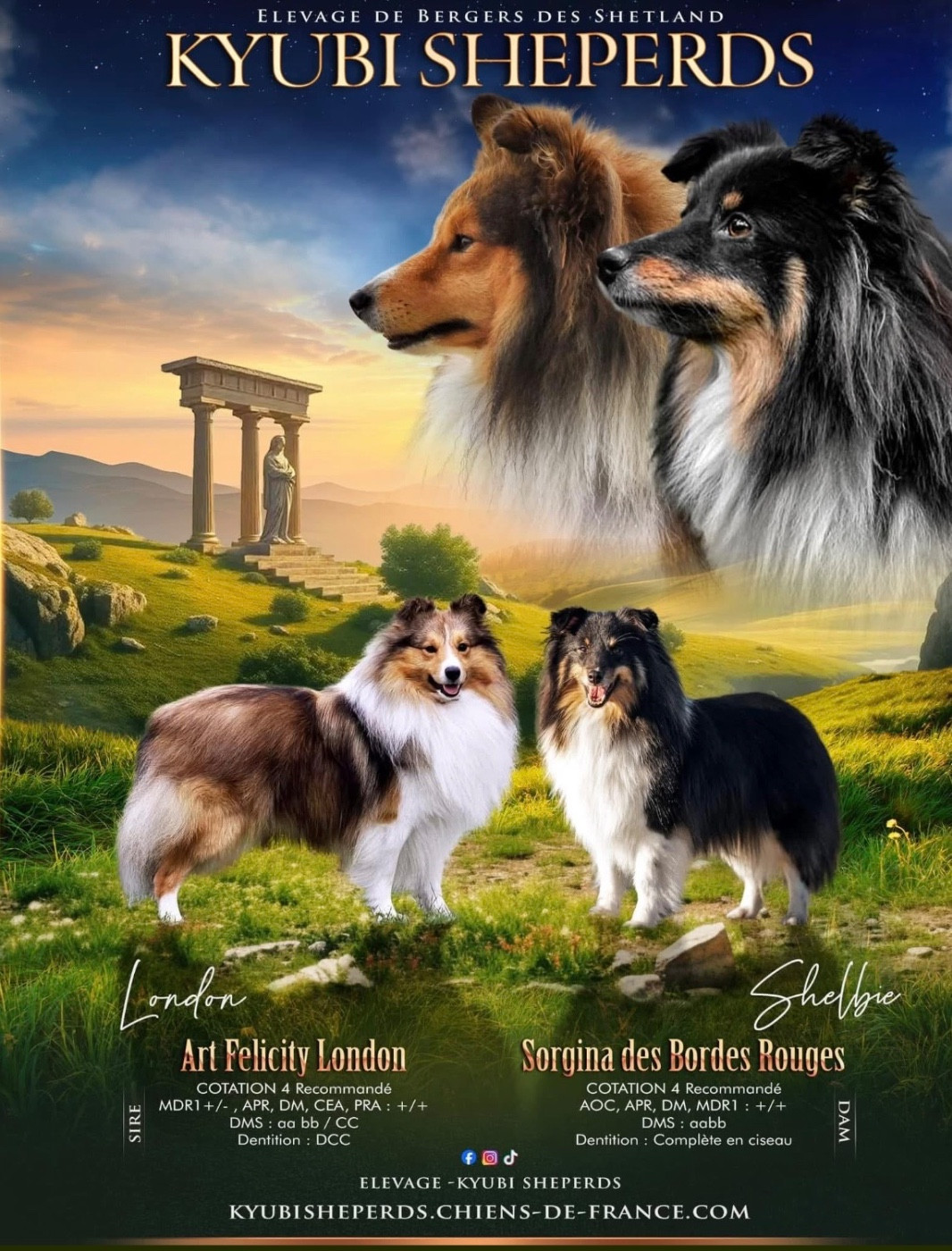 Kyubi Sheperds - Shetland Sheepdog - Portée née le 04/04/2025