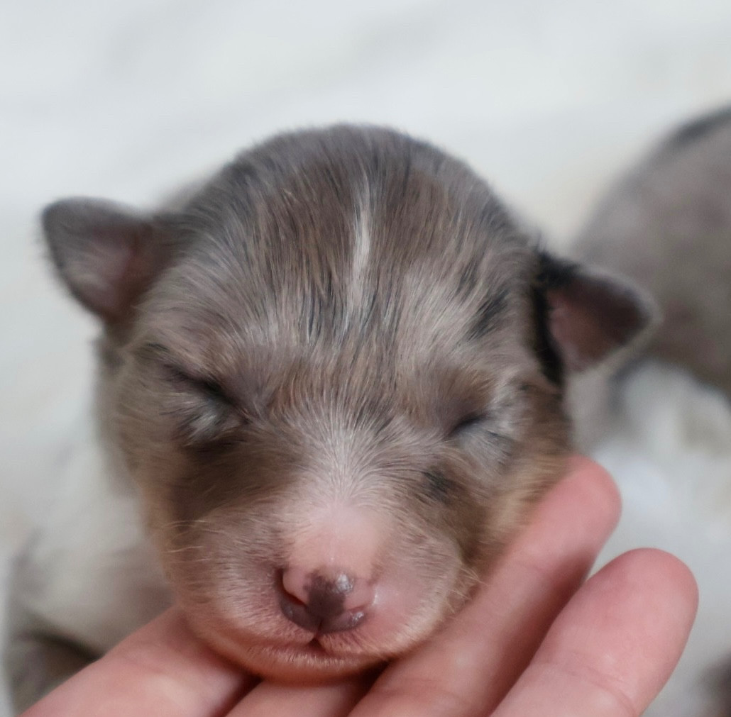 Kyubi Sheperds - Chiots disponibles - Shetland Sheepdog