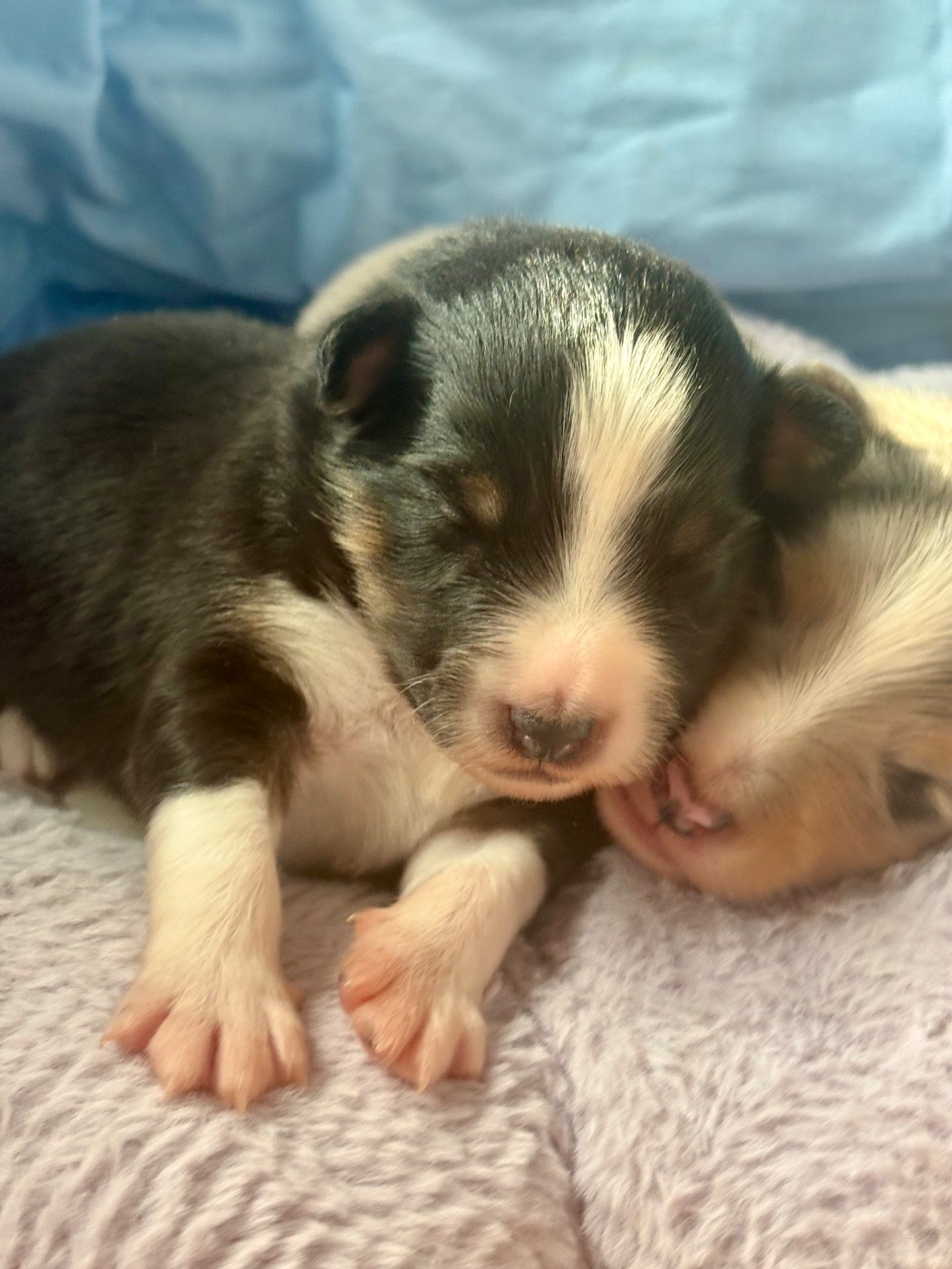 Kyubi Sheperds - Chiots disponibles - Shetland Sheepdog