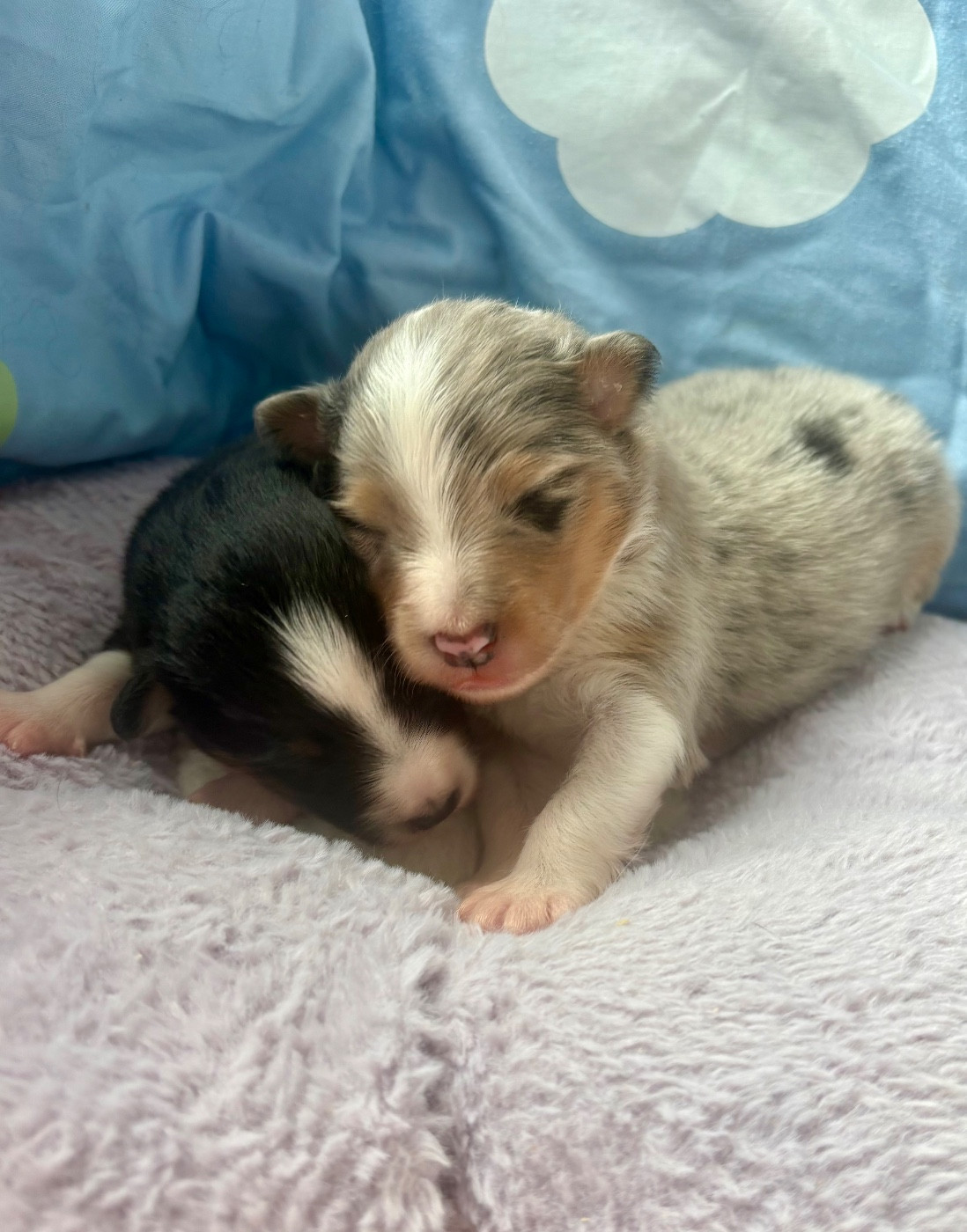 Kyubi Sheperds - Chiots disponibles - Shetland Sheepdog