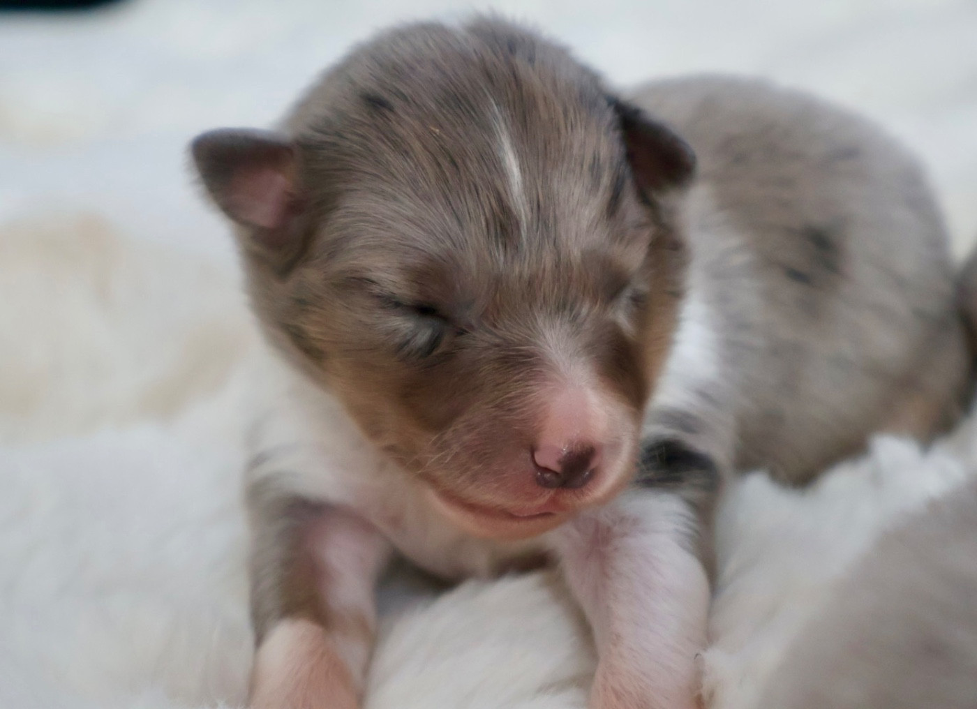 Kyubi Sheperds - Chiots disponibles - Shetland Sheepdog