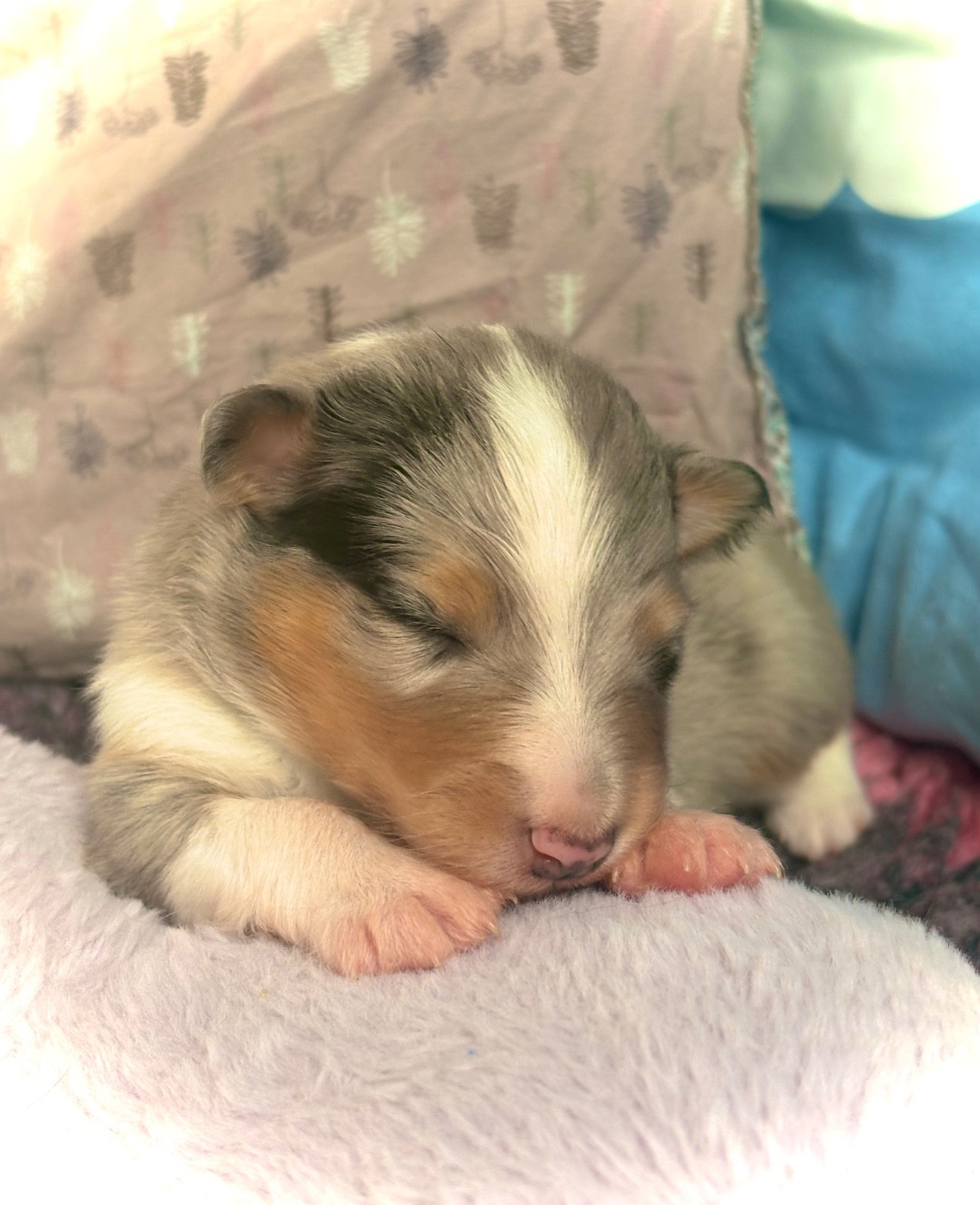 Kyubi Sheperds - Chiots disponibles - Shetland Sheepdog
