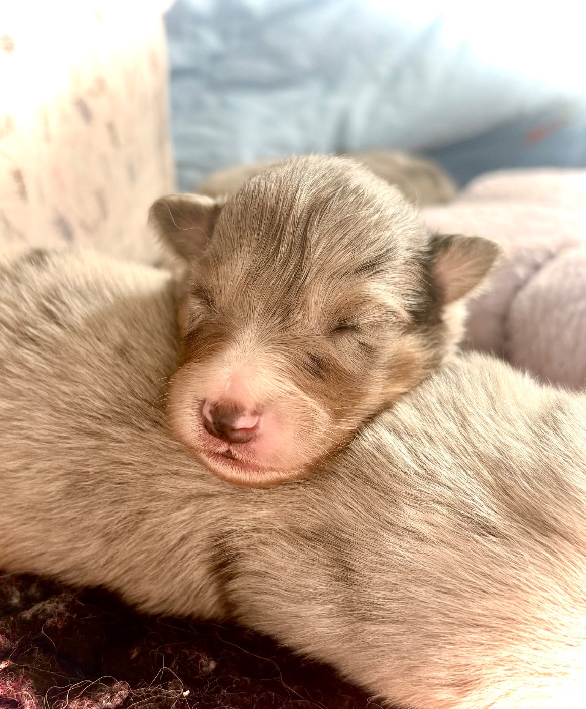 Kyubi Sheperds - Chiots disponibles - Shetland Sheepdog