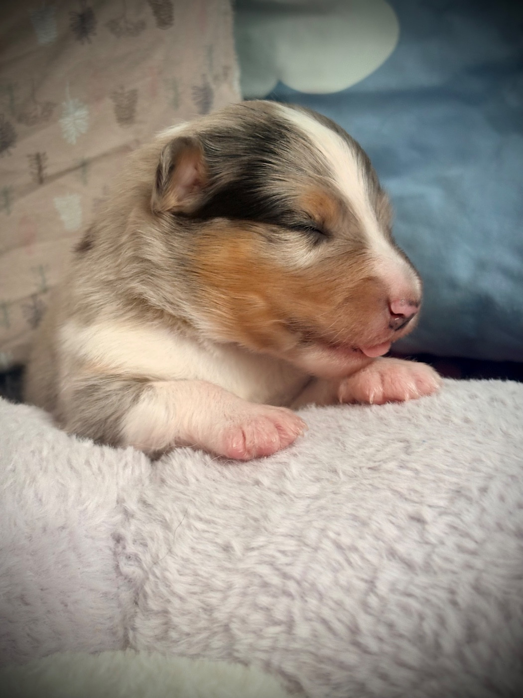 Kyubi Sheperds - Chiots disponibles - Shetland Sheepdog