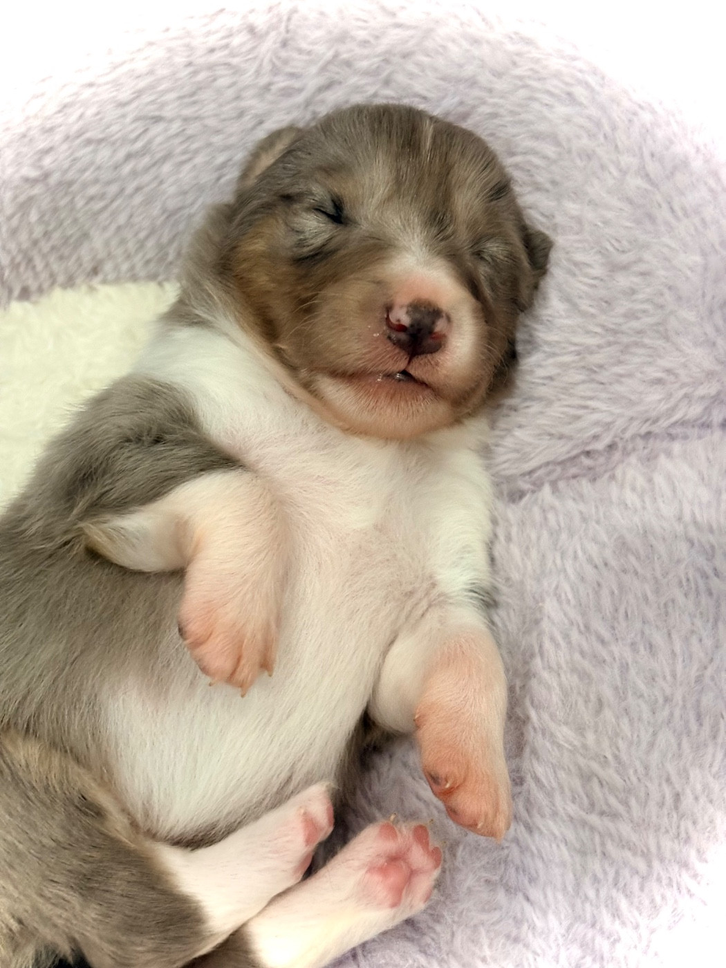 Kyubi Sheperds - Chiots disponibles - Shetland Sheepdog