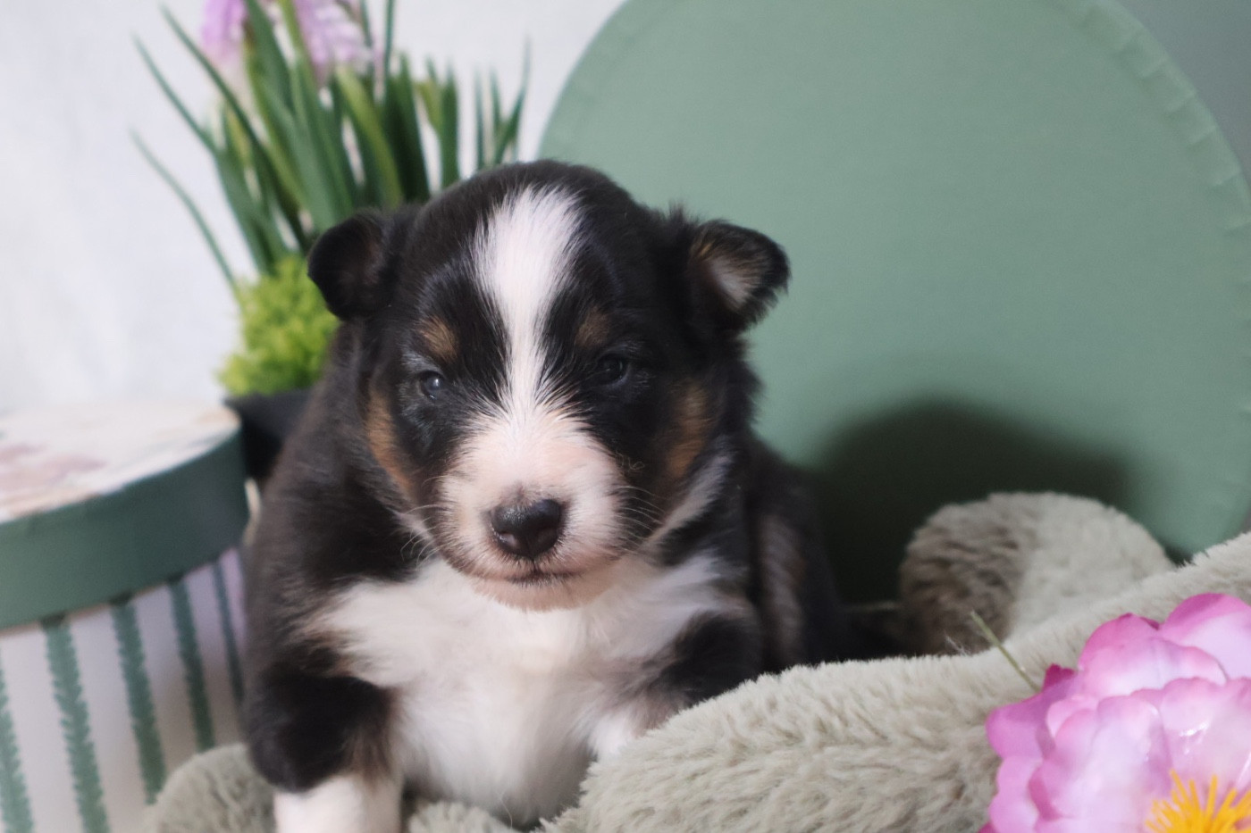 Kyubi Sheperds - Chiots disponibles - Shetland Sheepdog