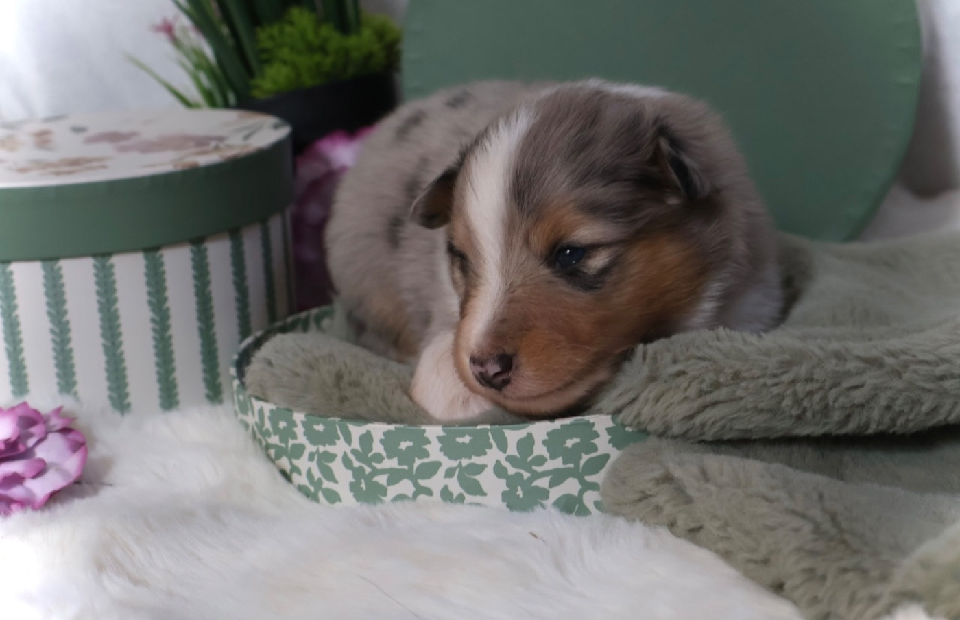 Kyubi Sheperds - Chiots disponibles - Shetland Sheepdog