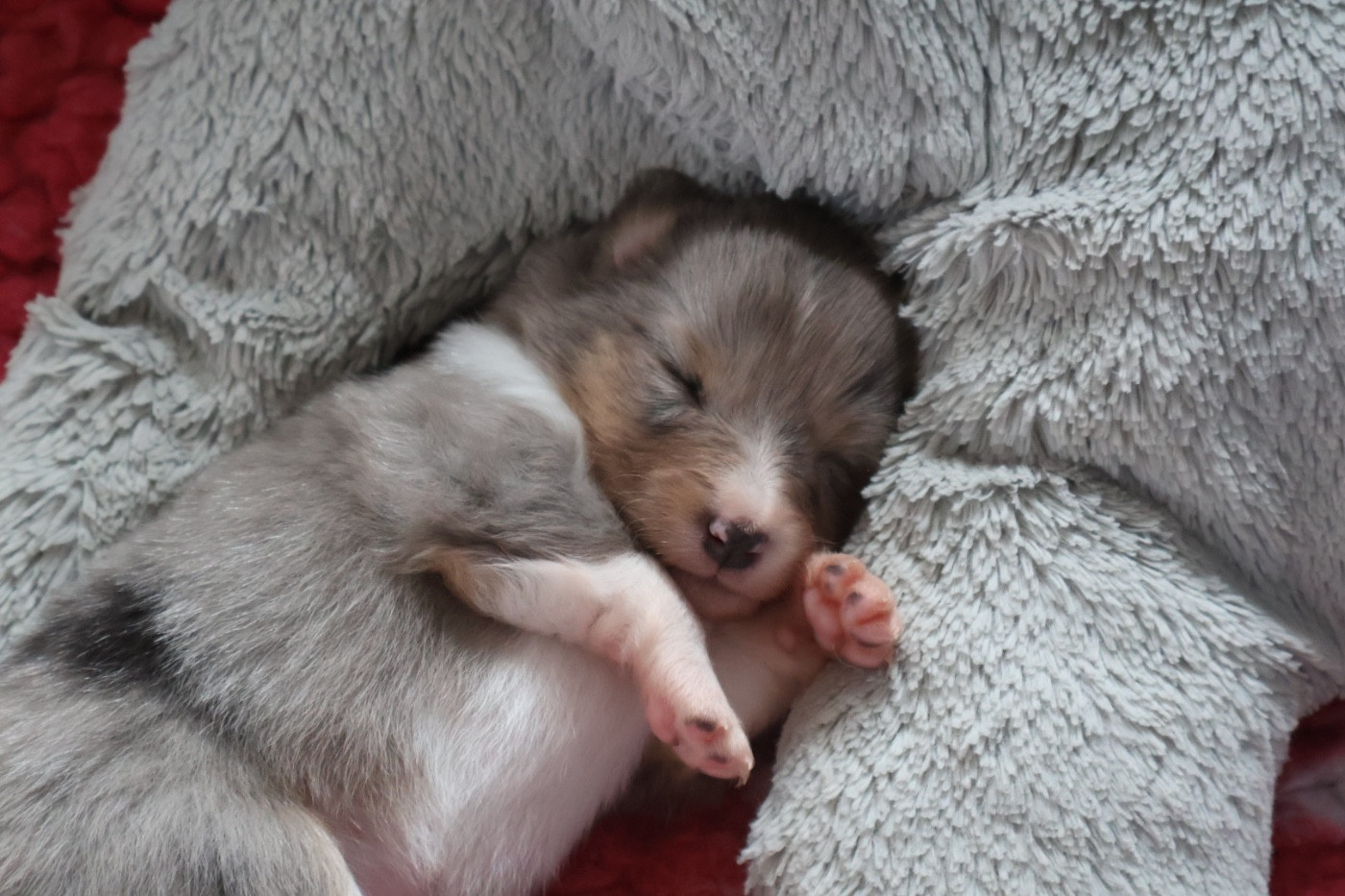 Kyubi Sheperds - Chiots disponibles - Shetland Sheepdog