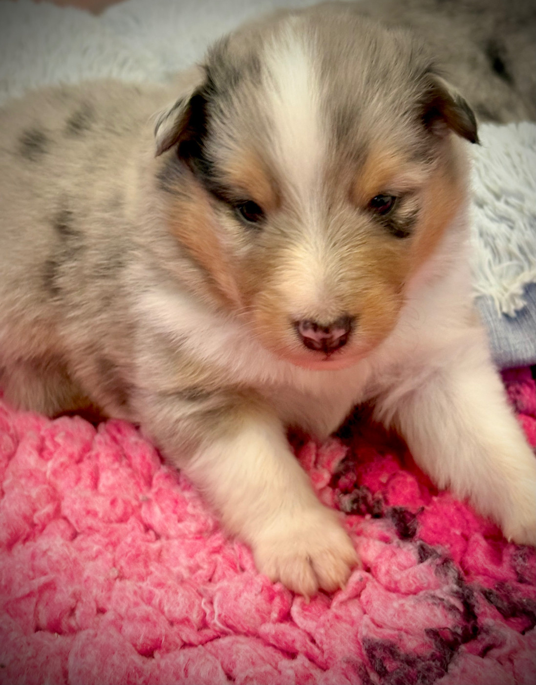Kyubi Sheperds - Chiots disponibles - Shetland Sheepdog