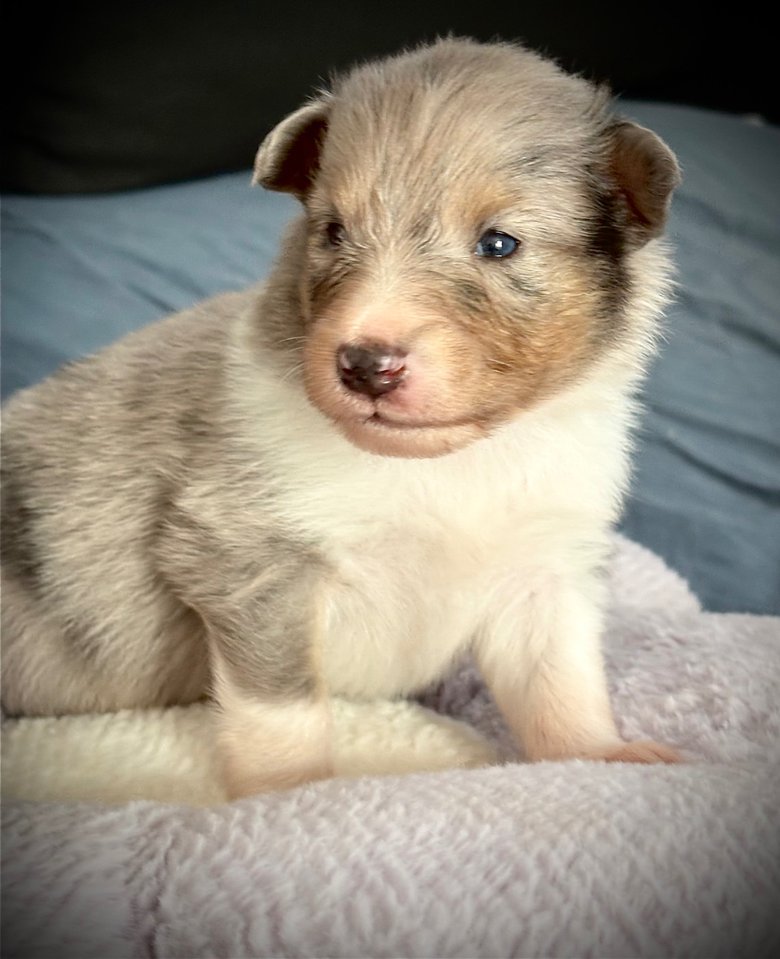 Kyubi Sheperds - Chiots disponibles - Shetland Sheepdog