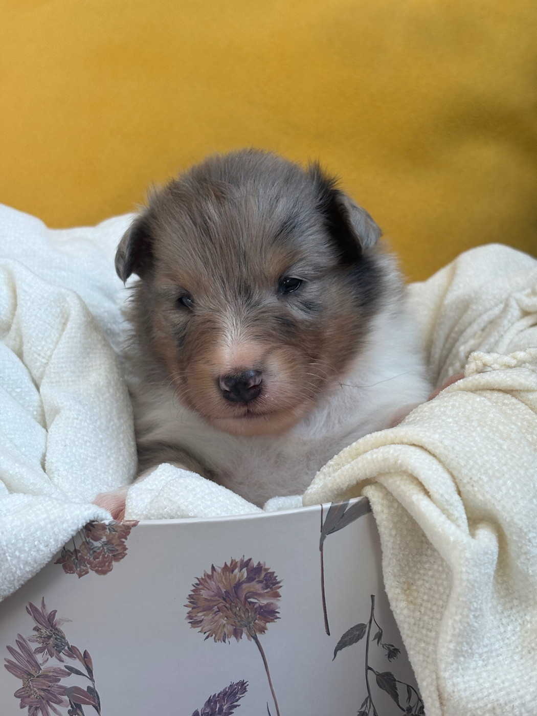 Kyubi Sheperds - Chiots disponibles - Shetland Sheepdog