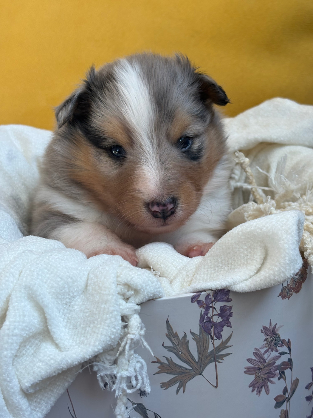 Kyubi Sheperds - Chiots disponibles - Shetland Sheepdog