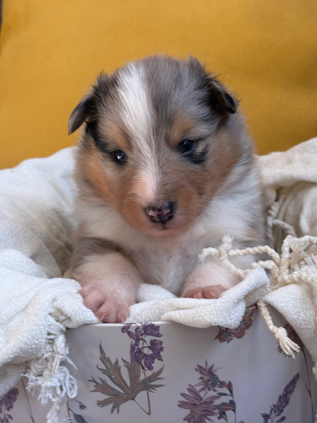 Kyubi Sheperds - Chiots disponibles - Shetland Sheepdog