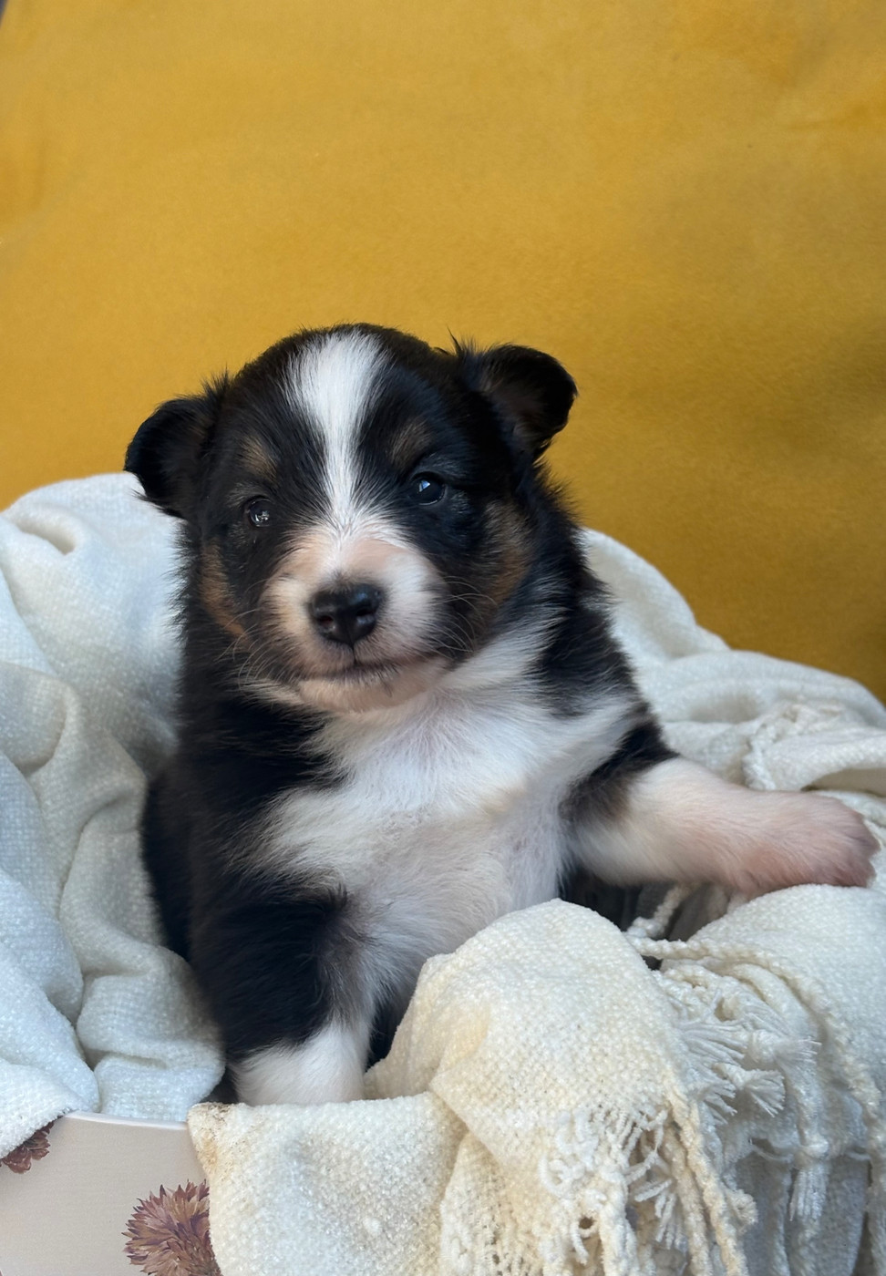 Kyubi Sheperds - Chiots disponibles - Shetland Sheepdog