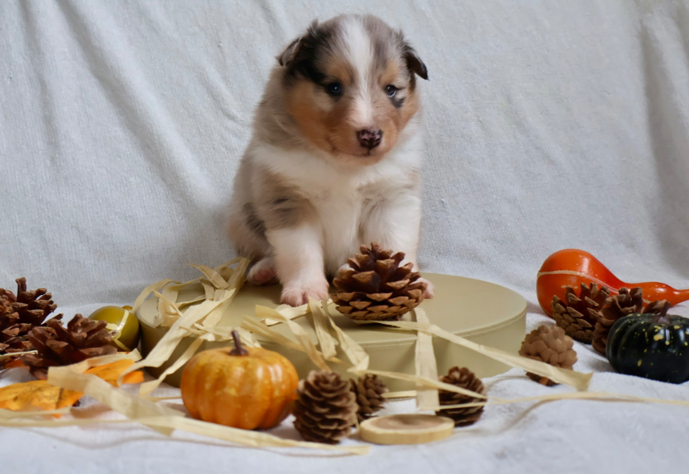 Kyubi Sheperds - Chiots disponibles - Shetland Sheepdog