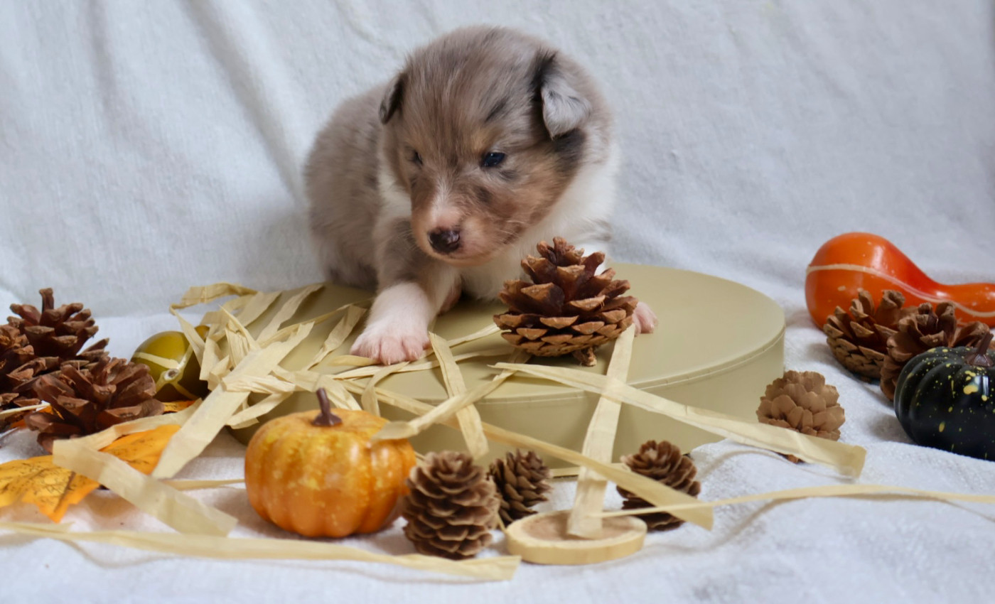 Kyubi Sheperds - Chiots disponibles - Shetland Sheepdog
