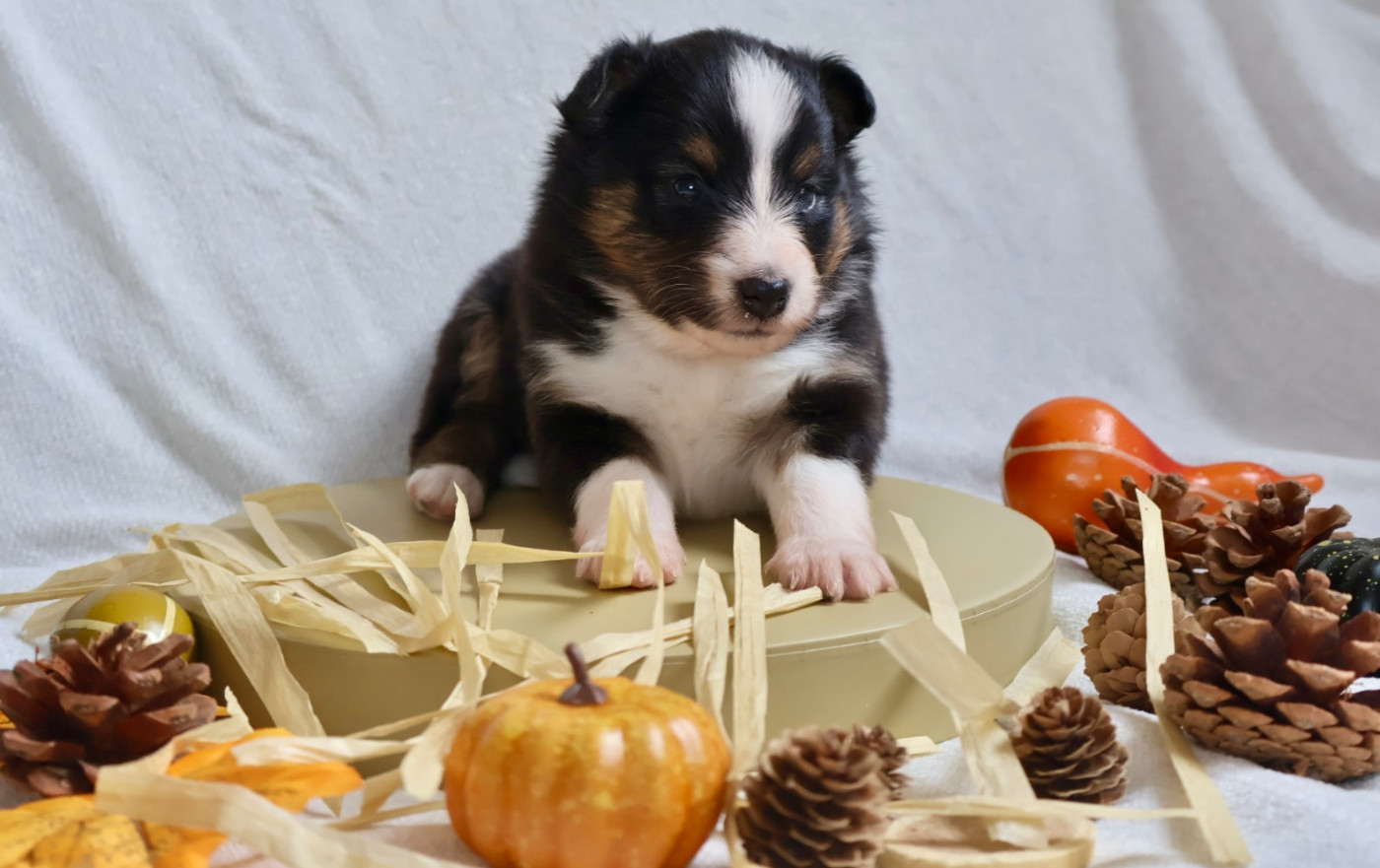 Kyubi Sheperds - Chiots disponibles - Shetland Sheepdog