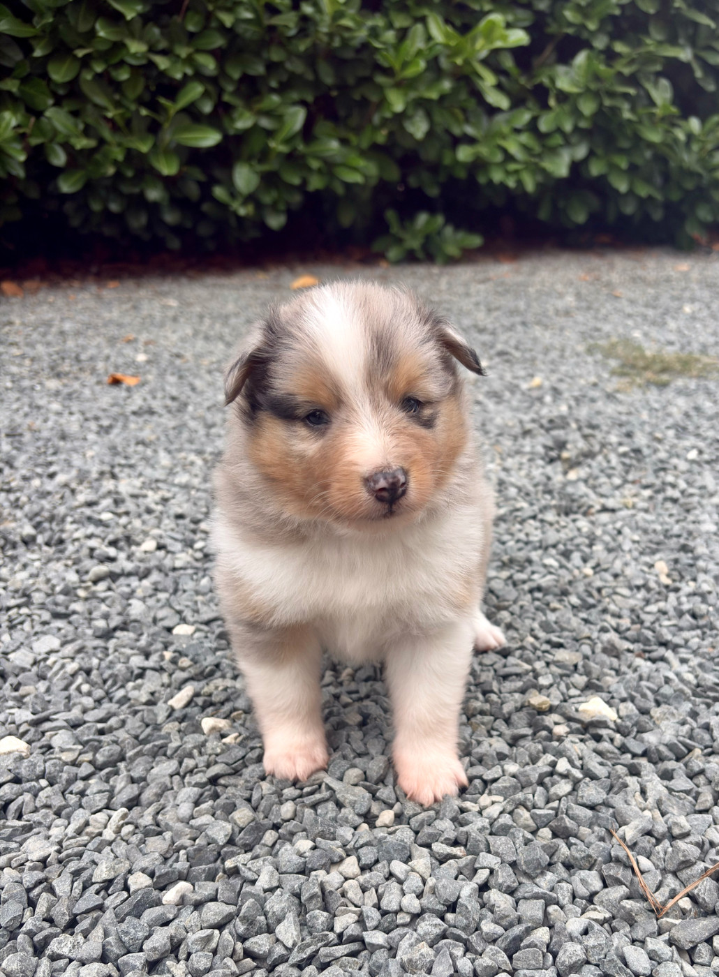 Kyubi Sheperds - Chiots disponibles - Shetland Sheepdog