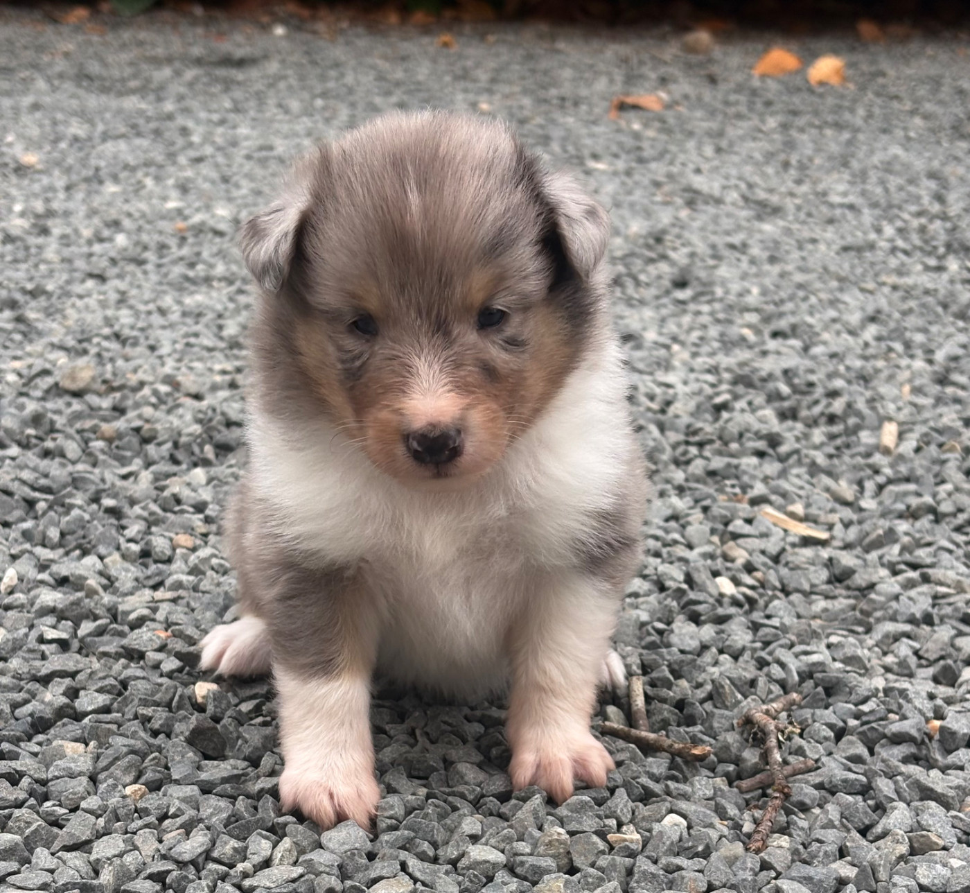Kyubi Sheperds - Chiots disponibles - Shetland Sheepdog