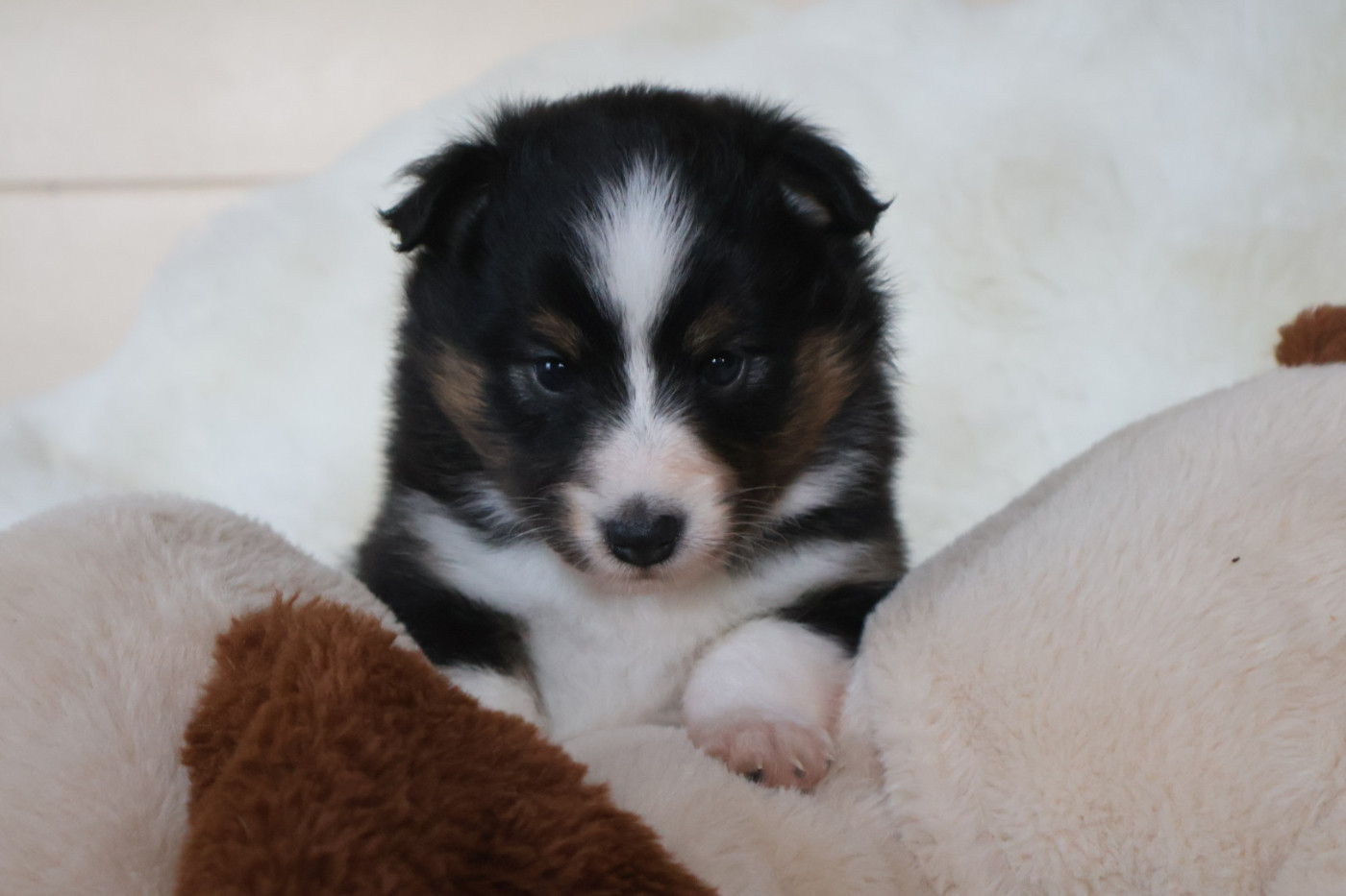 Kyubi Sheperds - Chiots disponibles - Shetland Sheepdog