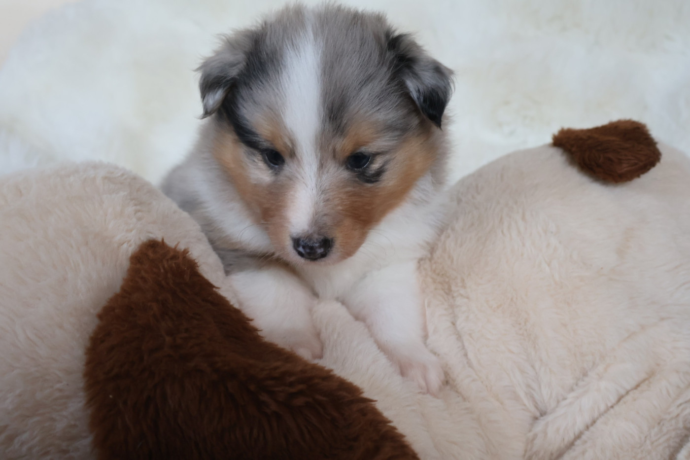 Kyubi Sheperds - Chiots disponibles - Shetland Sheepdog