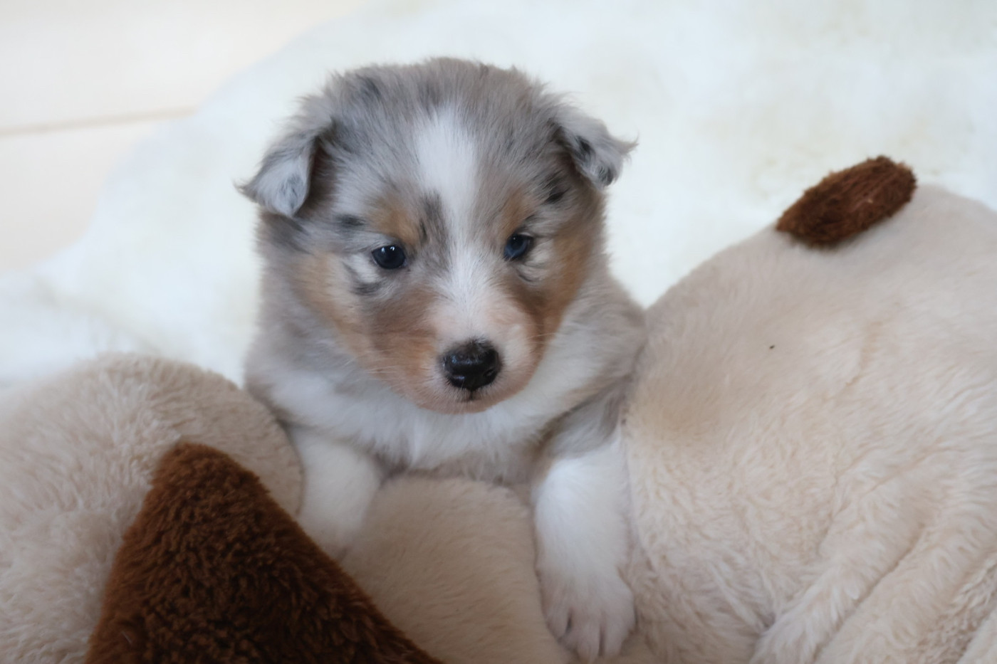 Kyubi Sheperds - Chiots disponibles - Shetland Sheepdog