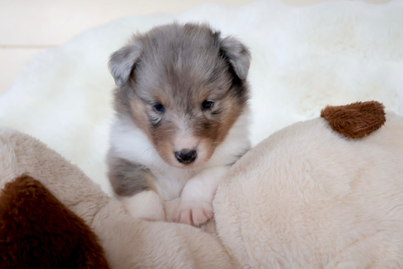 Kyubi Sheperds - Chiots disponibles - Shetland Sheepdog