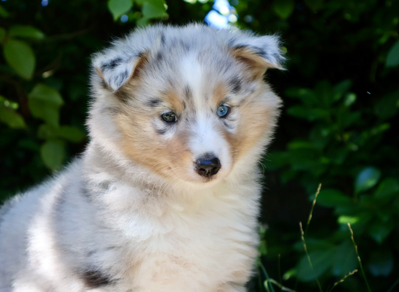 Kyubi Sheperds - Chiots disponibles - Shetland Sheepdog