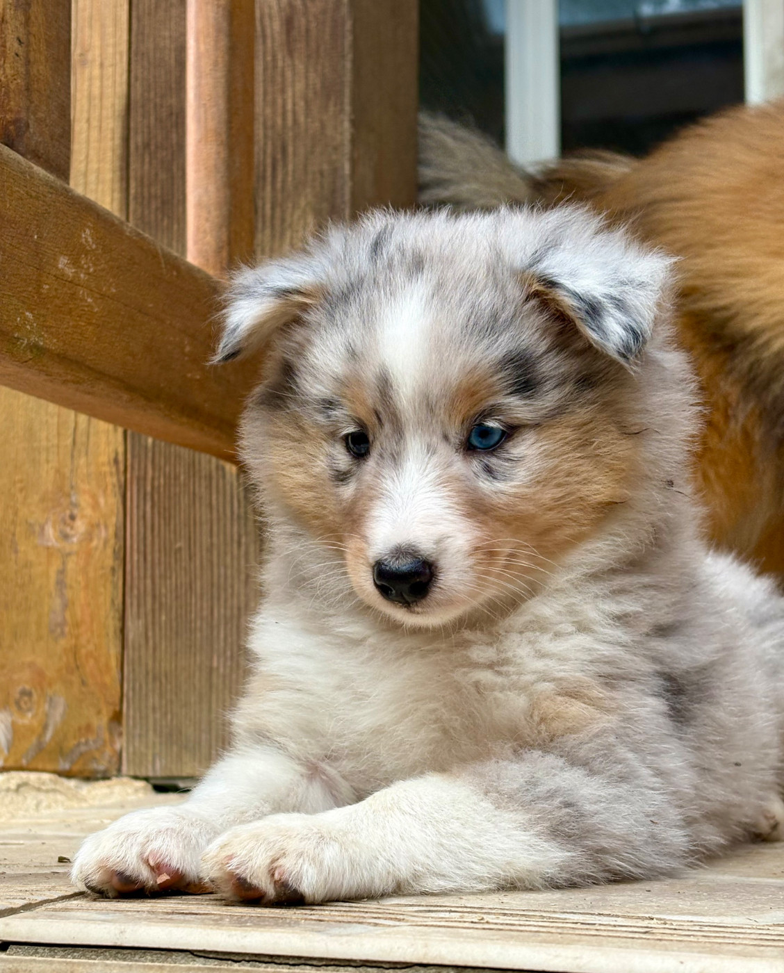 Kyubi Sheperds - Chiots disponibles - Shetland Sheepdog