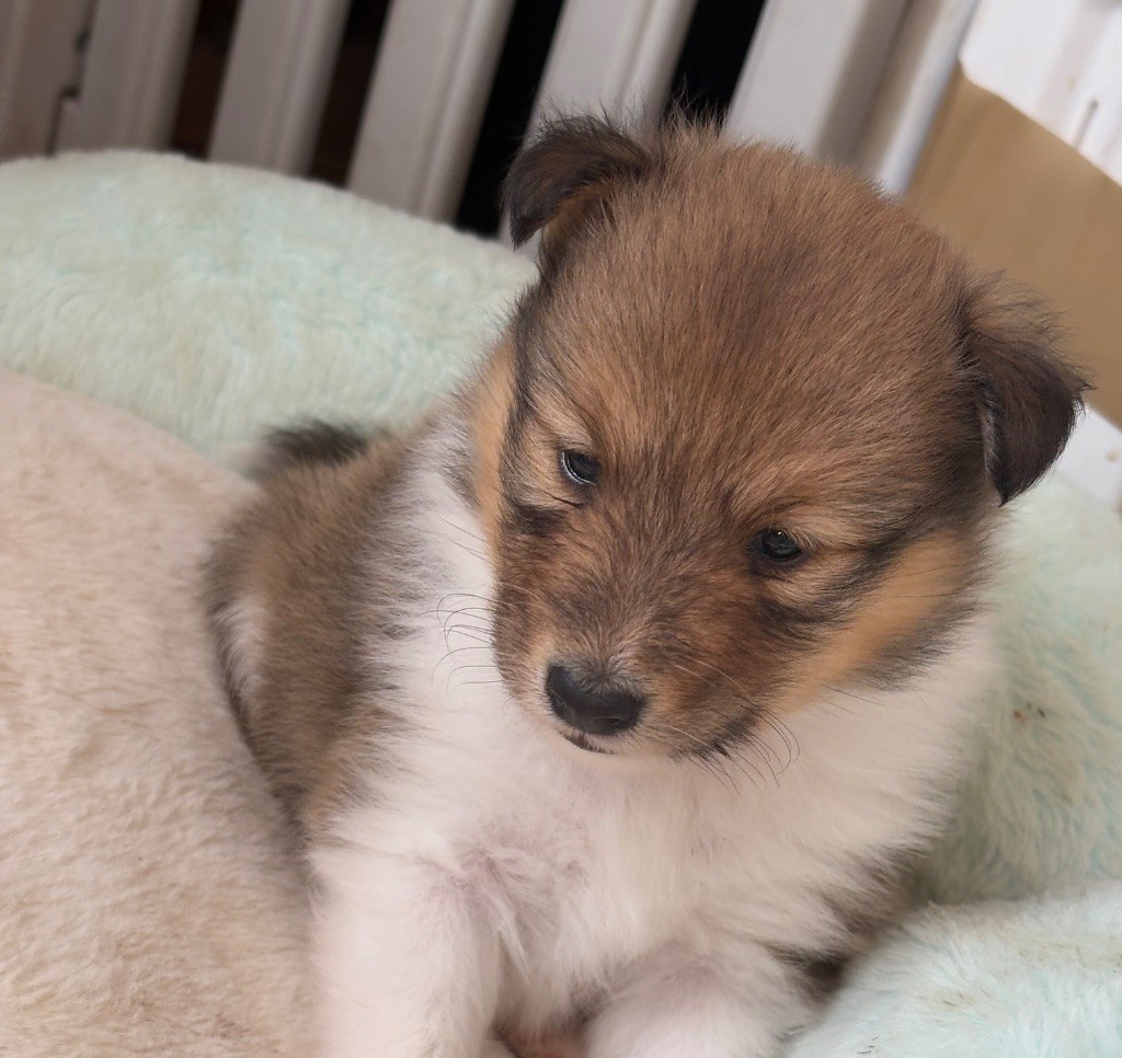 Kyubi Sheperds - Chiots disponibles - Shetland Sheepdog