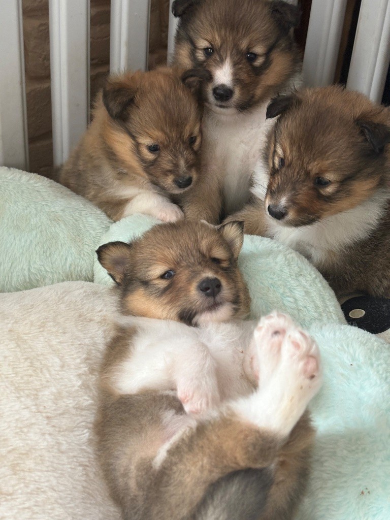 Kyubi Sheperds - Chiots disponibles - Shetland Sheepdog