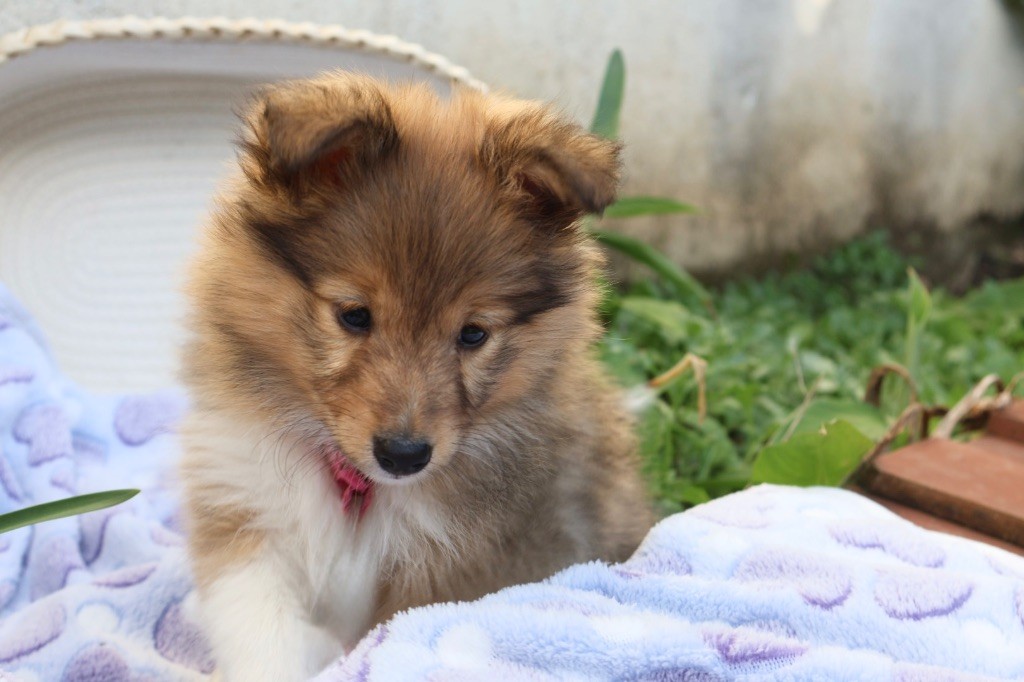 Kyubi Sheperds - Chiots disponibles - Shetland Sheepdog