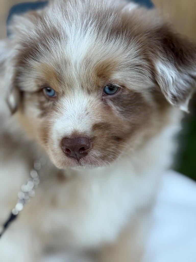 Kyubi Sheperds - Chiots disponibles - Berger Australien