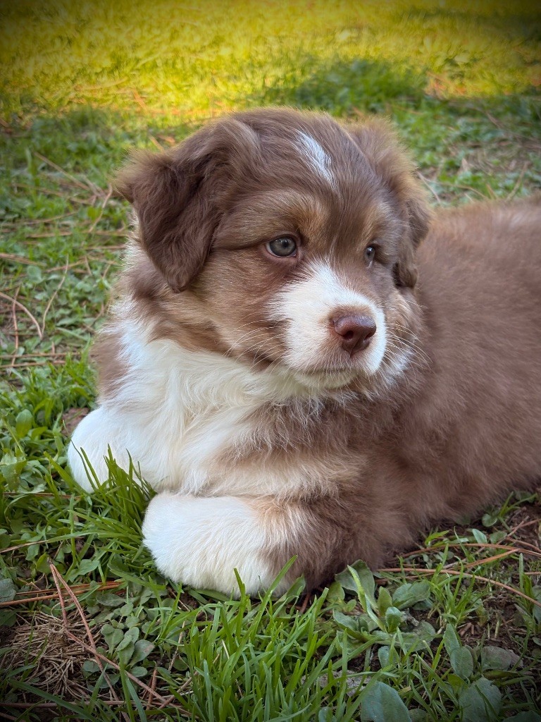Kyubi Sheperds - Chiots disponibles - Berger Australien