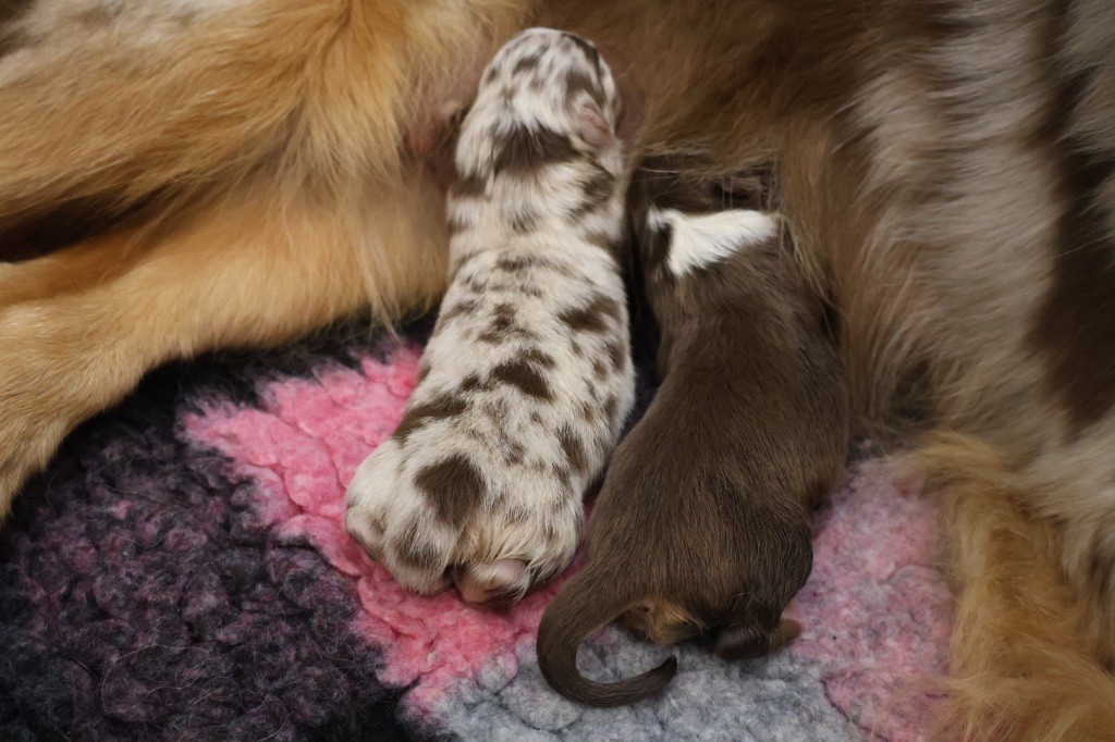 Chiot Berger Australien Kyubi Sheperds