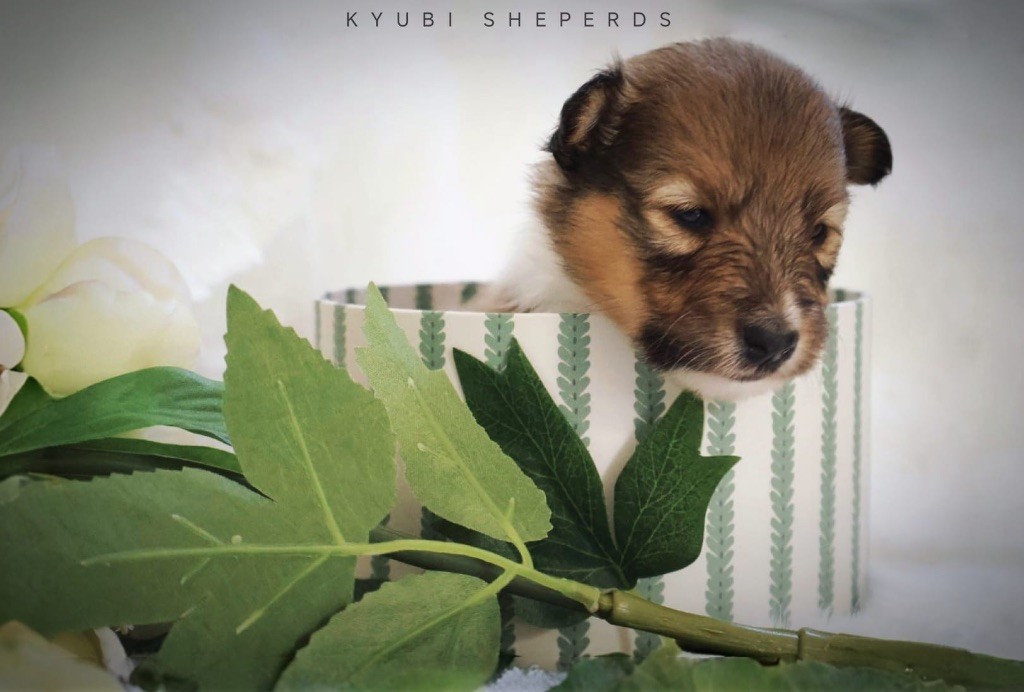 Kyubi Sheperds - Chiots disponibles - Shetland Sheepdog