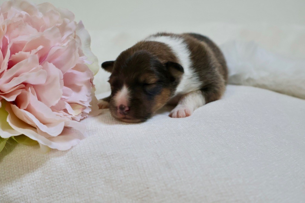 Kyubi Sheperds - Chiots disponibles - Shetland Sheepdog