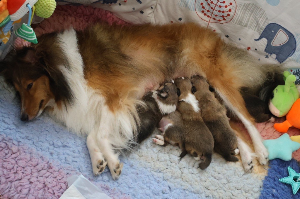Kyubi Sheperds - Shetland Sheepdog - Portée née le 16/08/2025