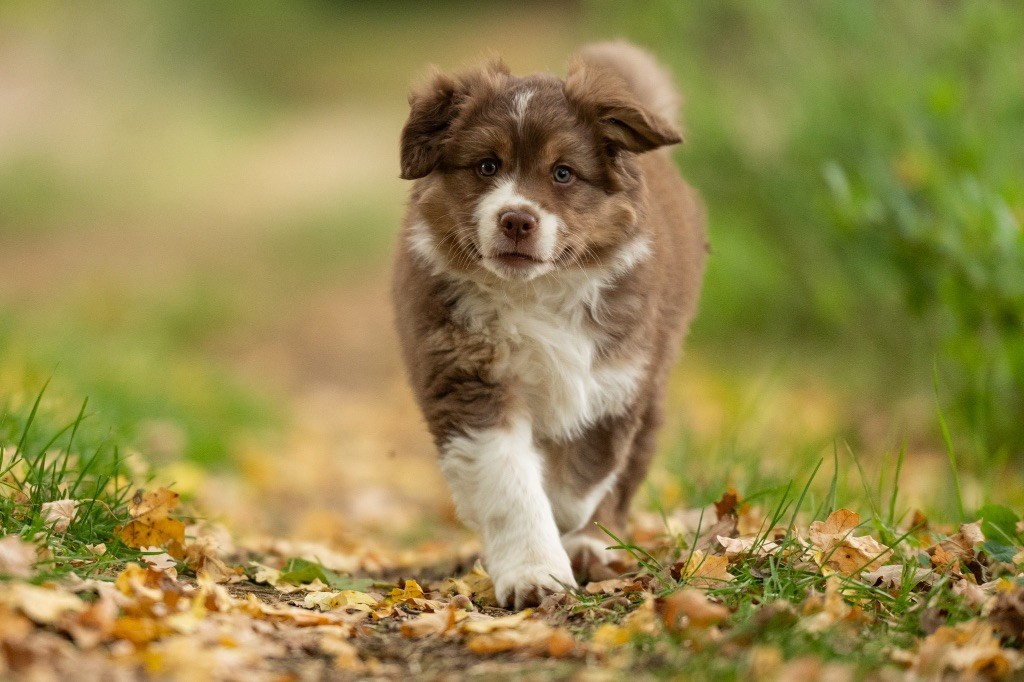 Kyubi Sheperds - Chiots disponibles - Berger Australien