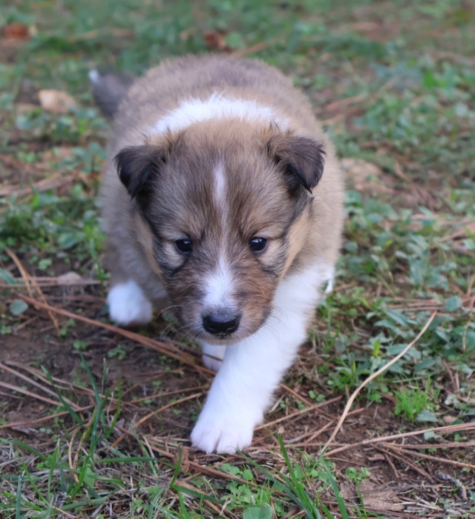 Kyubi Sheperds - Chiots disponibles - Shetland Sheepdog