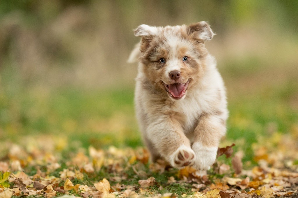 Kyubi Sheperds - Chiots disponibles - Berger Australien