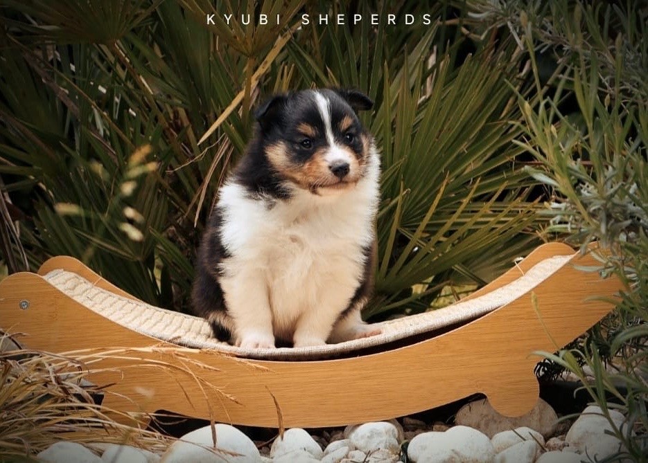 Kyubi Sheperds - Chiots disponibles - Shetland Sheepdog