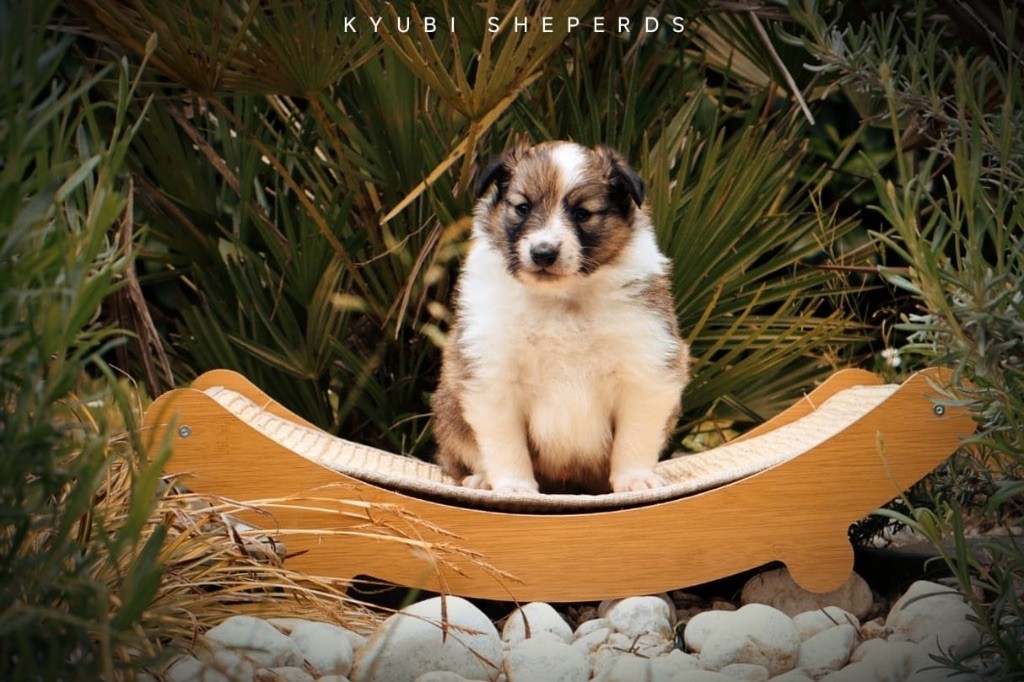 Kyubi Sheperds - Chiots disponibles - Shetland Sheepdog
