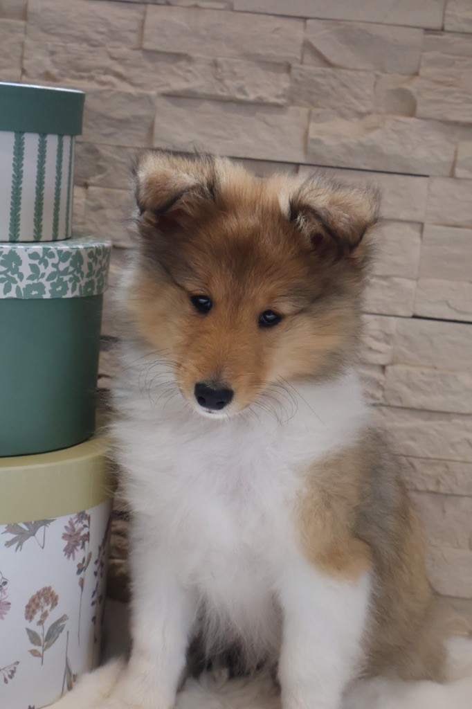 Kyubi Sheperds - Chiots disponibles - Shetland Sheepdog