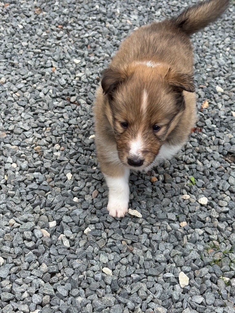 Kyubi Sheperds - Chiots disponibles - Shetland Sheepdog