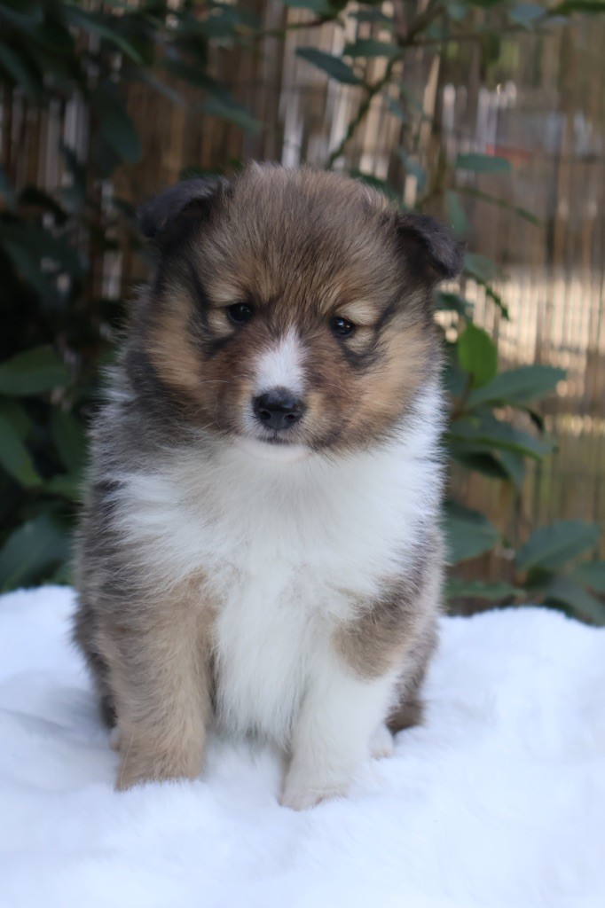 Kyubi Sheperds - Chiots disponibles - Shetland Sheepdog