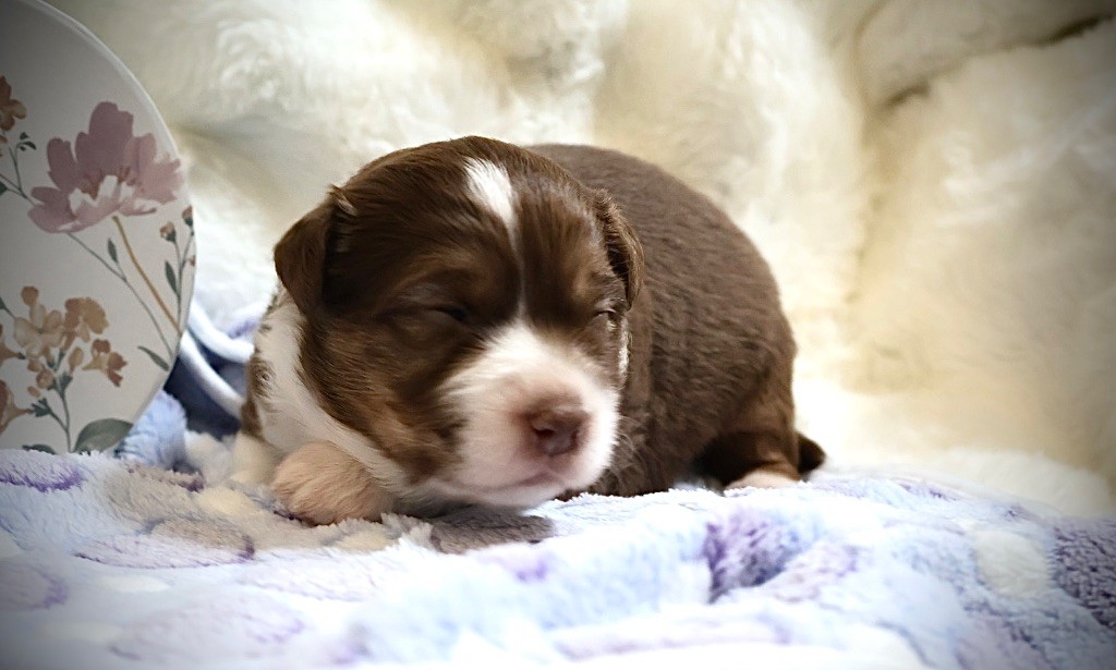 Kyubi Sheperds - Chiots disponibles - Berger Australien