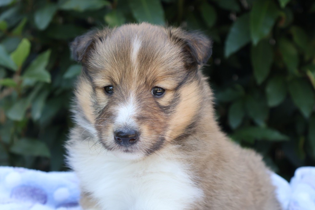 Kyubi Sheperds - Chiots disponibles - Shetland Sheepdog