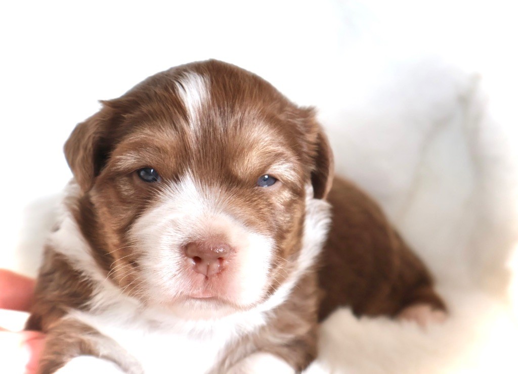 Kyubi Sheperds - Chiots disponibles - Berger Australien